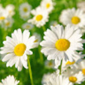 Meet your Posher, Yaoshan